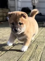 processed/ca31b734-2456-4b6c-8a78-8359fed987e7/listing/04e6e4e2-80f0-43cd-ba91-df14734216d4/016217e7-af5b-48b1-93bb-84239ec8f9b8