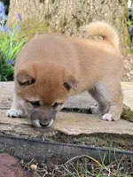 processed/ca31b734-2456-4b6c-8a78-8359fed987e7/listing/04e6e4e2-80f0-43cd-ba91-df14734216d4/5e16309d-c158-4c00-9e8f-eb0f2ab59761