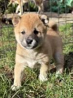 processed/ca31b734-2456-4b6c-8a78-8359fed987e7/listing/04e6e4e2-80f0-43cd-ba91-df14734216d4/64c47ec3-b960-40c7-8979-e6dfaae0eef3