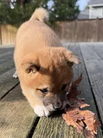 processed/ca31b734-2456-4b6c-8a78-8359fed987e7/listing/04e6e4e2-80f0-43cd-ba91-df14734216d4/abff467c-1914-452c-ad00-9598c9019dc3