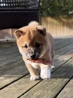 processed/ca31b734-2456-4b6c-8a78-8359fed987e7/listing/04e6e4e2-80f0-43cd-ba91-df14734216d4/c601d193-b95d-4dff-b3b6-5c9552e4cd70