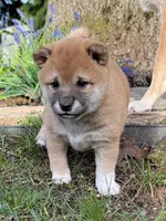 processed/ca31b734-2456-4b6c-8a78-8359fed987e7/listing/04e6e4e2-80f0-43cd-ba91-df14734216d4/e6ab14e4-d9a6-4c57-8317-a8da9946707a