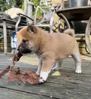 processed/ca31b734-2456-4b6c-8a78-8359fed987e7/listing/04e6e4e2-80f0-43cd-ba91-df14734216d4/f2de8709-f65b-41ab-92e9-392e88d2626d