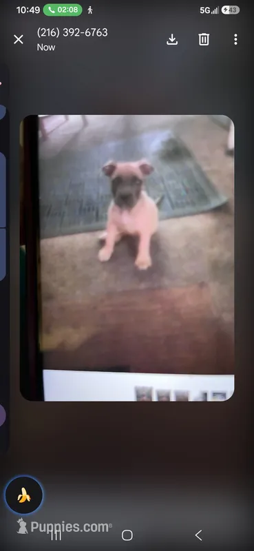 Steppa  – American Bully puppy for sale in Cleveland, OH