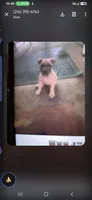 Steppa , a male American Bully for sale in Cleveland, OH – 1 of 3
