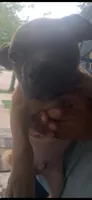 Steppa , a male American Bully for sale in Cleveland, OH – 3 of 3