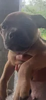 Steppa , a male American Bully for sale in Cleveland, OH – 2 of 3