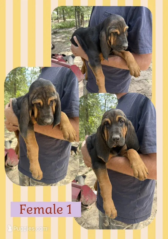 Female 1  – Bloodhound puppy for sale in Canton, TX