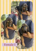 Female 1 , a female Bloodhound for sale in Canton, TX – 1 of 4