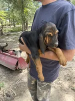 Female 1 , a female Bloodhound for sale in Canton, TX – 3 of 4