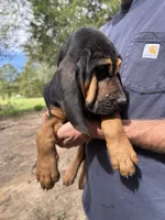 Female 2 , a female Bloodhound for sale in Canton, TX – 3 of 6