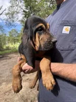 Female 2 , a female Bloodhound for sale in Canton, TX – 6 of 6