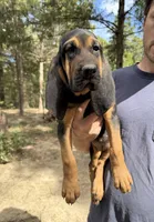Female 2 , a female Bloodhound for sale in Canton, TX – 2 of 6