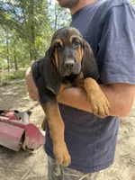 Female 1 , a female Bloodhound for sale in Canton, TX – 4 of 4