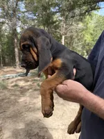 Female 3 , a female Bloodhound for sale in Canton, TX – 4 of 5