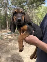 Female 3 , a female Bloodhound for sale in Canton, TX – 5 of 5
