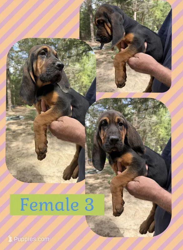 Female 3  – Bloodhound puppy for sale in Canton, TX