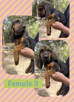 Female 3 , a female Bloodhound for sale in Canton, TX – 1 of 5