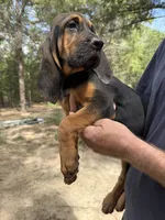 Female 3 , a female Bloodhound for sale in Canton, TX – 2 of 5