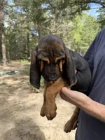 Female 3 , a female Bloodhound for sale in Canton, TX – 3 of 5