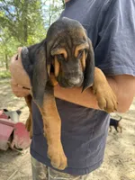 Female 1 , a female Bloodhound for sale in Canton, TX – 2 of 4