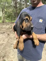 Female 2 , a female Bloodhound for sale in Canton, TX – 5 of 6