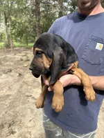 Female 2 , a female Bloodhound for sale in Canton, TX – 4 of 6