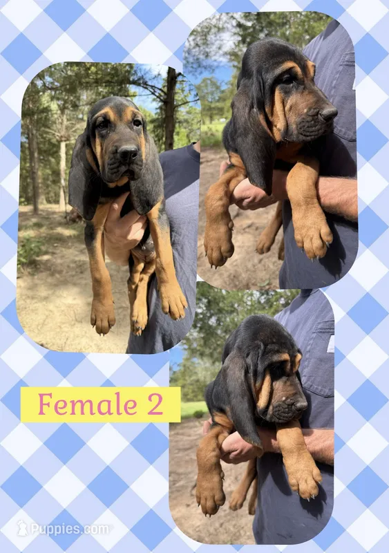 Female 2  – Bloodhound puppy for sale in Canton, TX