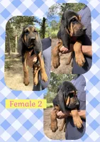 Female 2 , a female Bloodhound for sale in Canton, TX – 1 of 6