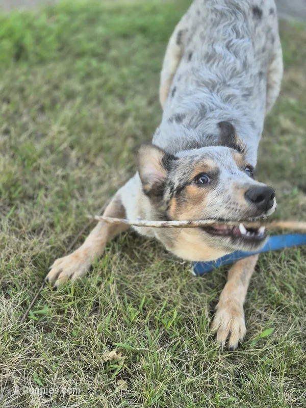 Rascal – Lancashire Heeler puppy for sale in Upsala, MN