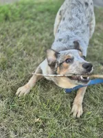 Rascal, a male Lancashire Heeler for sale in Upsala, MN – 1 of 1