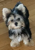 Ruby, a female Yorkshire Terrier for sale in Long Beach, CA – 6 of 7