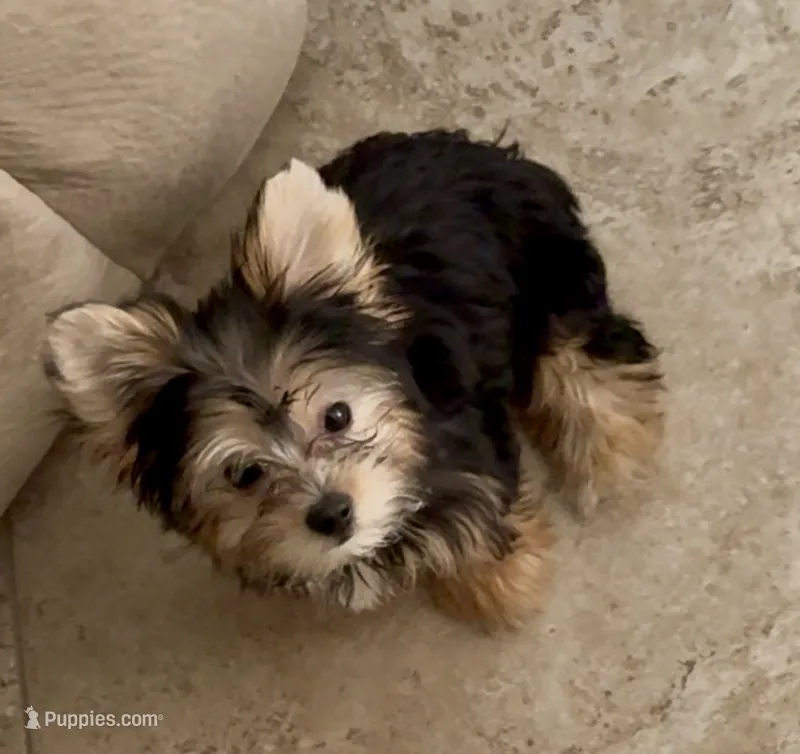 Ruby – Yorkshire Terrier puppy for sale in Long Beach, CA