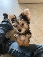 Ruby, a female Yorkshire Terrier for sale in Long Beach, CA – 7 of 7