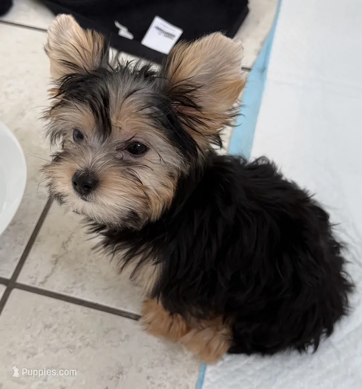 Ruby – Yorkshire Terrier puppy for sale in Long Beach, CA