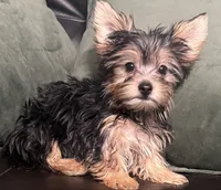 Ruby, a female Yorkshire Terrier for sale in Long Beach, CA – 3 of 7