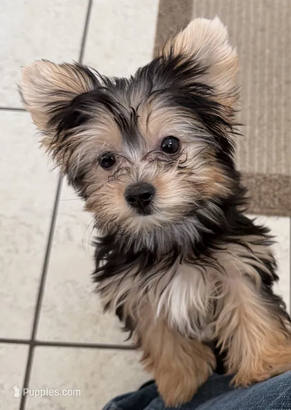 Ruby – Yorkshire Terrier puppy for sale in Long Beach, CA