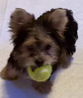 Ruby, a female Yorkshire Terrier for sale in Long Beach, CA – 2 of 7