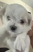 Not named, a female Maltese for sale in Tampa, FL – Photo 3 of 3
