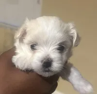 Not named, a female Maltese for sale in Tampa, FL – Photo 2 of 3