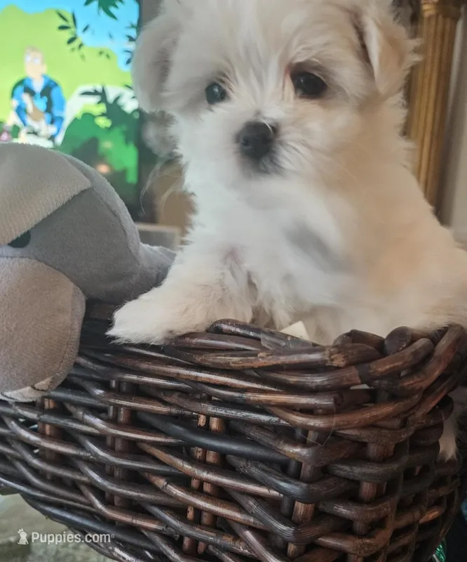Not named – Maltese puppy for sale in Tampa, FL