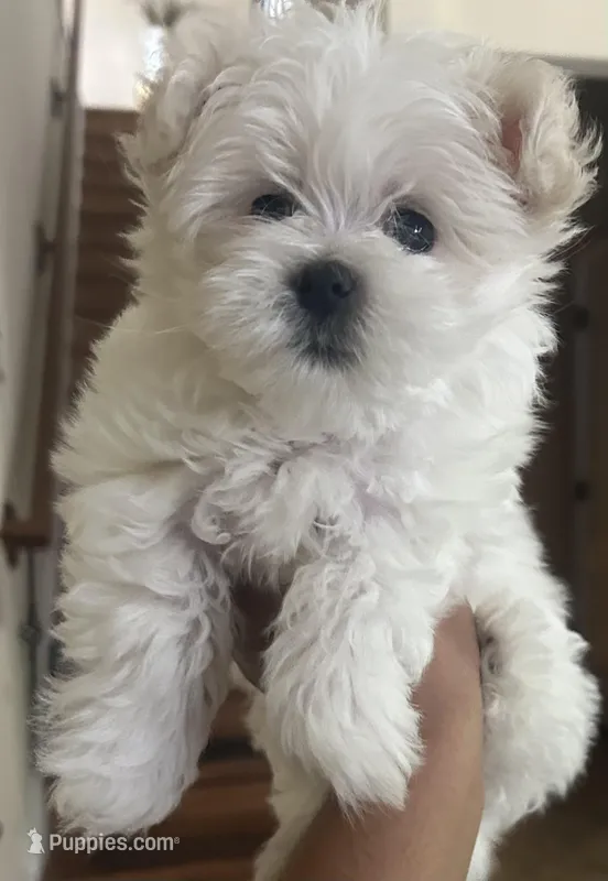 Not named – Maltese puppy for sale in Tampa, FL