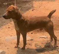 Duke, a male Airedale Terrier and Redbone Coonhound for sale in Gainesville, GA – Photo 4 of 4