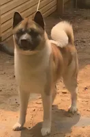 Hank, a male Akita for sale in Gainesville, GA – Photo 4 of 4