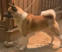 Hank, a male Akita for sale in Gainesville, GA – Photo 3 of 4