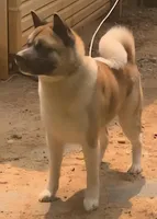 Hank, a male Akita for sale in Gainesville, GA – Photo 2 of 4