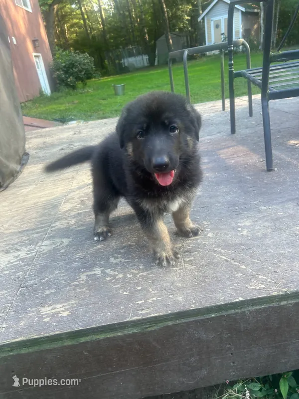 Patty – German Shepherd Dog puppy for sale in Plymouth, MA