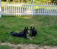 Bliss , a female German Shepherd Dog for sale in Plymouth, MA – 2 of 4