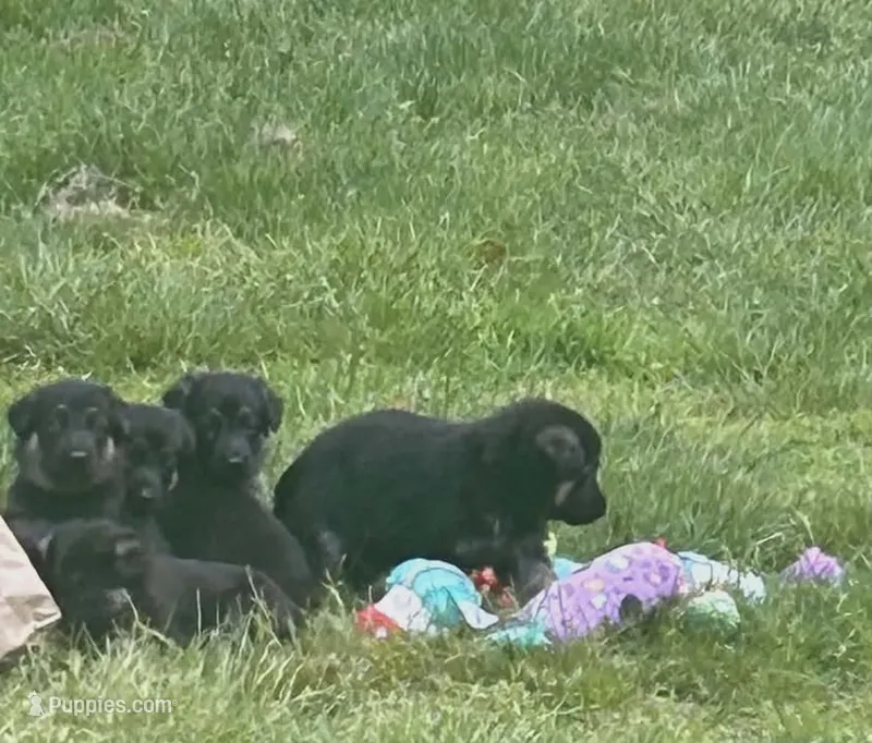 Pup up – German Shepherd Dog puppy for sale in Plymouth, MA