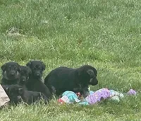 Bliss , a female German Shepherd Dog for sale in Plymouth, MA – 4 of 7